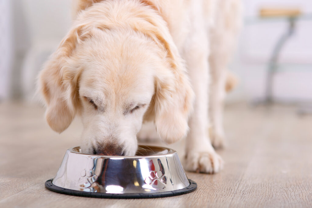 Co powinien jeść Twój pies aby być zdrowy? Sprawdź!